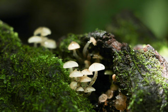 蘑菇森林森林