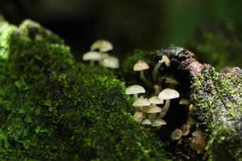 蘑菇森林森林