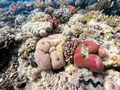 珊瑚花园红色的海3 月 19 日知道埃及