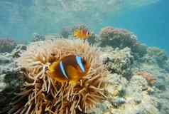 小丑鱼海海葵红色的海3 月 19 日知道埃及