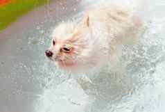 白色狗摇晃水