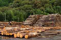 森林松树木材行业