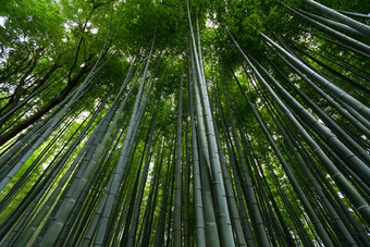 绿色植物竹子森林