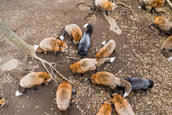 集团狐狸吃