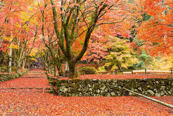 日本花园枫木树