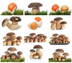 蘑菇拼贴画