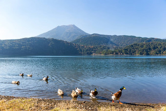 湖山桐岛鸭