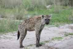 土狼肯尼亚非洲萨凡纳野生动物哺乳动物