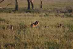 土狼肯尼亚非洲萨凡纳野生动物哺乳动物