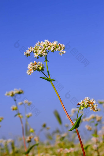 荞麦花序