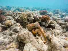 礁章鱼章鱼Cyanea鱼珊瑚礁