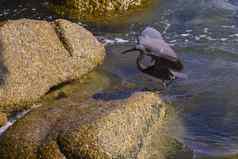 太平洋礁白鹭黑色的太平洋礁白鹭鱼