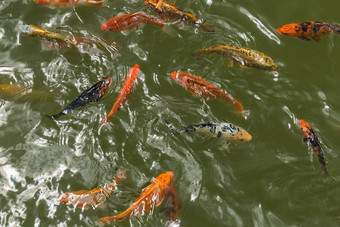 集团美丽的锦 鲤鲤鱼鱼游泳自然清晰的池塘