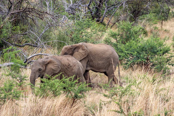 非洲布什大象学名Loxodonta非洲