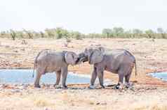 年轻的非洲大象公牛队模拟战斗