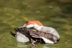 女红色的领导斑头秋沙鸭鸭被称为梅杰勒斯白桦茸