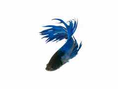 捕获移动时刻美丽的暹罗蓝色的半月弯刀搏鱼