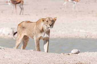 非洲母狮伤疤可见伤口水潭