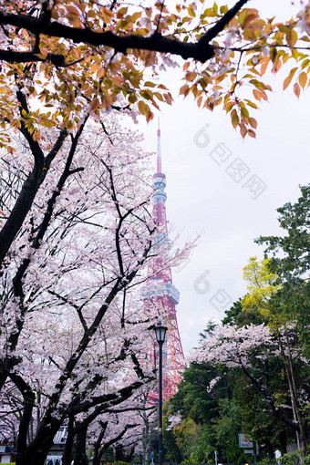 东京塔樱花<strong>花朵</strong>包围