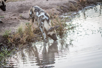 非洲野生狗喝水