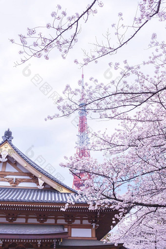 东京塔樱花<strong>花朵</strong>包围