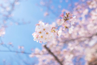 樱花花朵