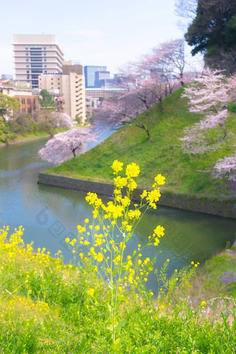 樱花花朵