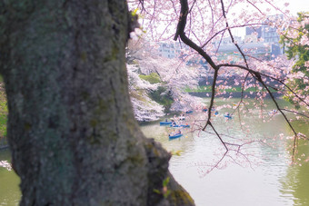 樱花花朵