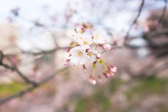 樱花花朵