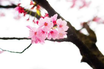 樱花<strong>花朵</strong>