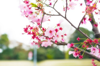 樱花花朵