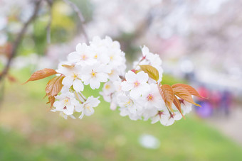 樱花花朵