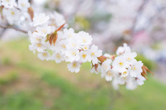 樱花花朵