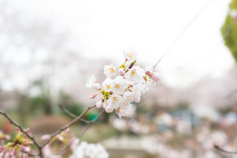 樱花花朵