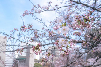 樱花花朵