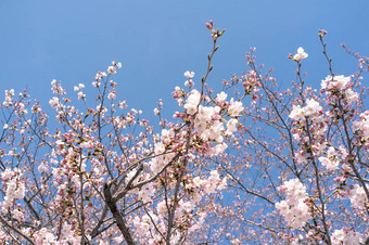 樱花<strong>花朵</strong>