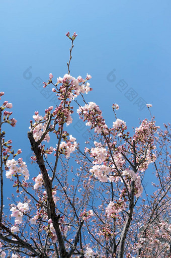 樱花<strong>花朵</strong>