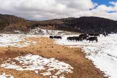 牦牛当即雪山云南中国