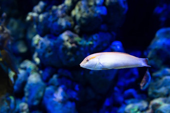 水族馆鱼