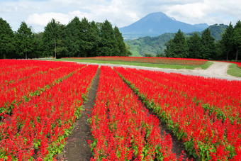 鼠尾草场山大仙