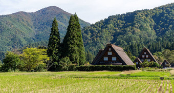 有机大米场白川乡村