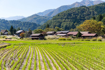 白川乡村大米场