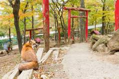 狐狸坐着盈方日本寺庙