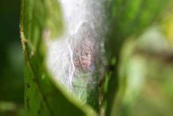 nursery-web蜘蛛
