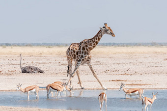 长颈鹿羚羊水潭北部纳米比亚
