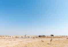 大象长颈鹿伯切尔斑马跳羚蓝色的羚羊的一种