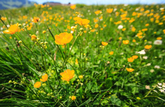 <strong>黄色</strong>的毛茛属植物野<strong>花草</strong>地模糊背景