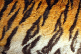 详细的老虎色彩斑斓的毛皮