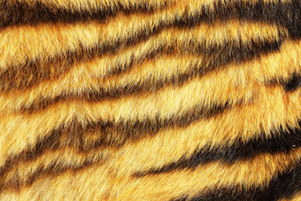 老虎条纹真正的动物皮革