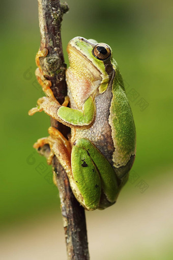 可爱的欧洲树青蛙攀爬嫩枝